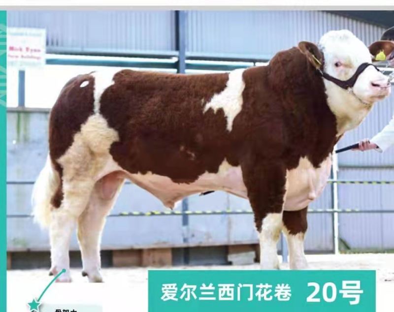 博豪冻精，西门塔尔牛冻精，夏洛来，比利时兰冻精。全国包邮