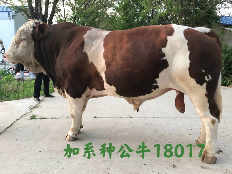 博豪冻精，西门塔尔牛冻精，夏洛来，比利时兰冻精。全国包邮