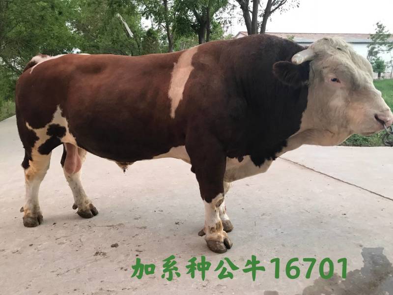 博豪冻精，西门塔尔牛冻精，夏洛来，比利时兰冻精。全国包邮