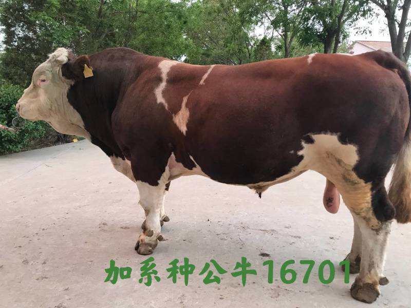 博豪冻精，西门塔尔牛冻精，夏洛来，比利时兰冻精。全国包邮