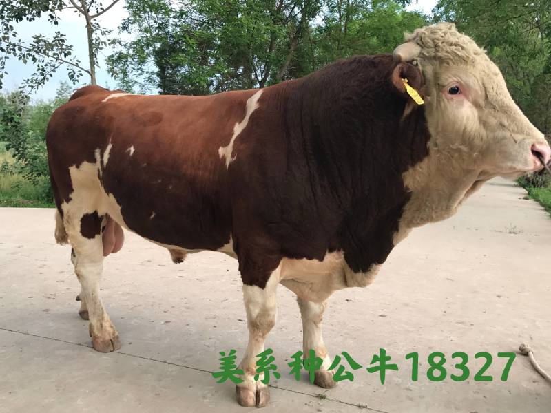 博豪冻精，西门塔尔牛冻精，夏洛来，比利时兰冻精。全国包邮