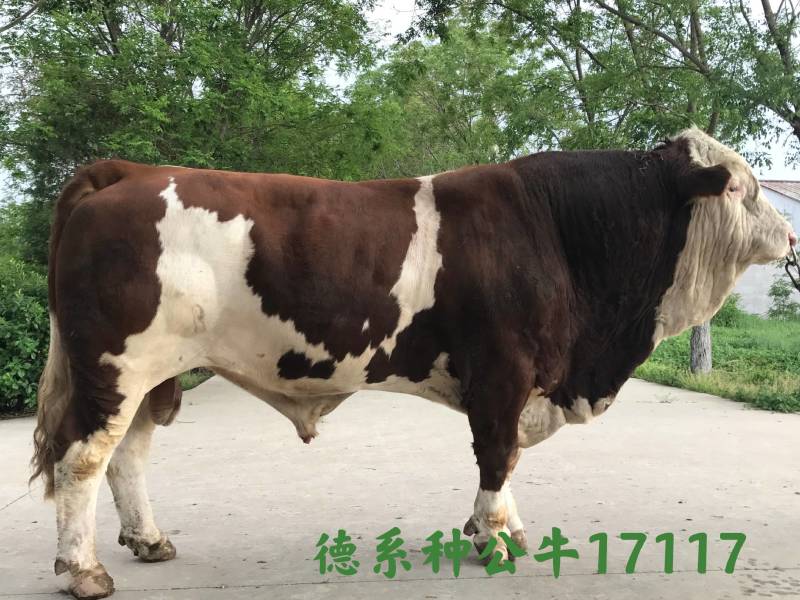 博豪冻精，西门塔尔牛冻精，夏洛来，比利时兰冻精。全国包邮