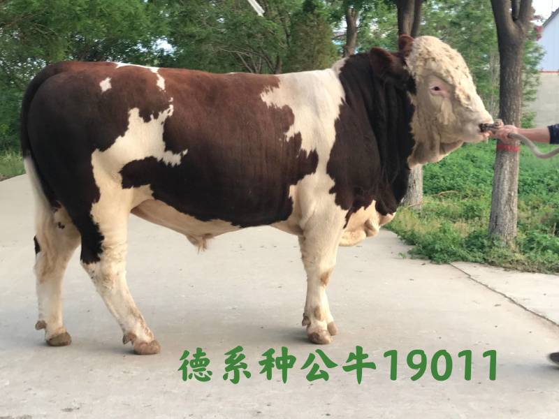 博豪冻精，西门塔尔牛冻精，夏洛来，比利时兰冻精。全国包邮