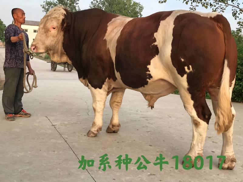 博豪冻精，西门塔尔牛冻精，夏洛来，比利时兰冻精。全国包邮
