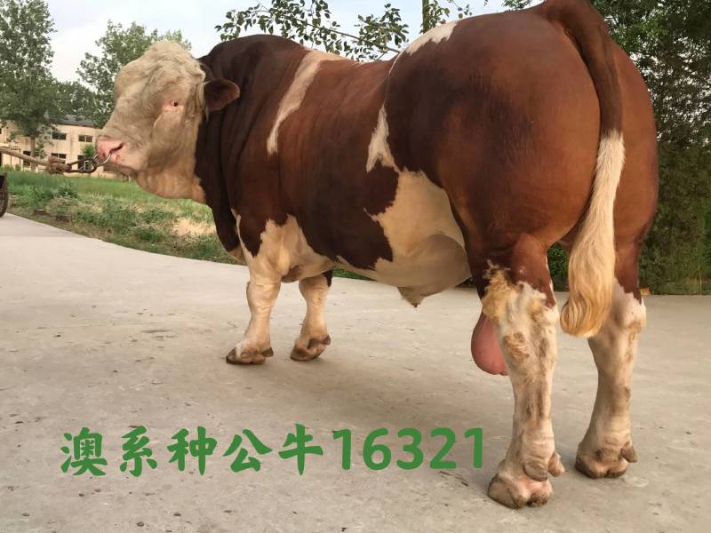 博豪冻精，西门塔尔牛冻精，夏洛来，比利时兰冻精。全国包邮