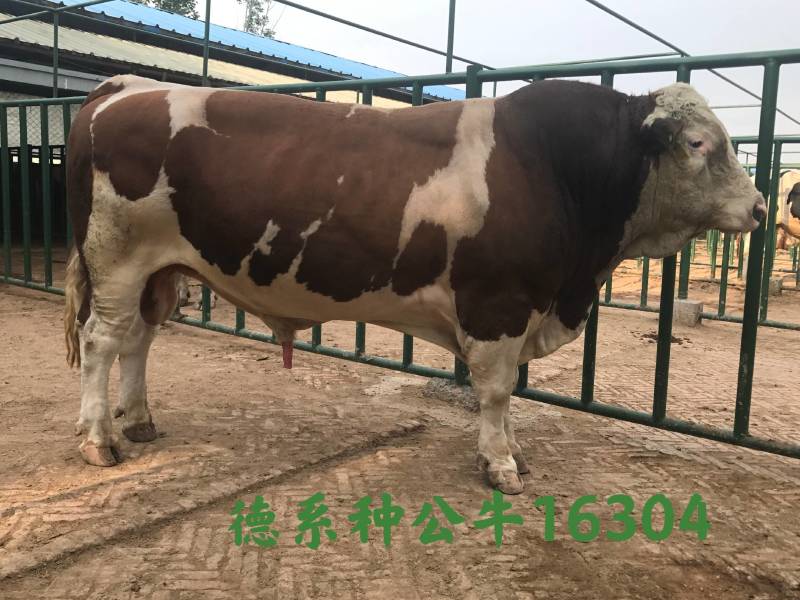 博豪冻精，西门塔尔牛冻精，夏洛来，比利时兰冻精。全国包邮