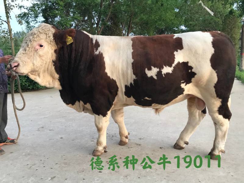 博豪冻精，西门塔尔牛冻精，夏洛来，比利时兰冻精。全国包邮