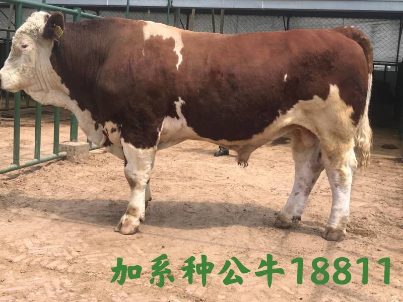博豪冻精，西门塔尔牛冻精，夏洛来，比利时兰冻精。全国包邮