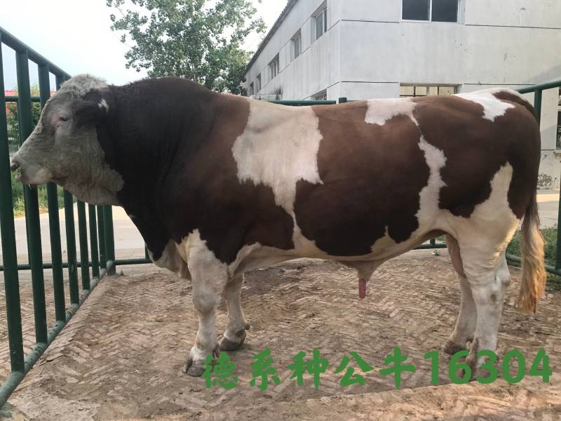 博豪冻精，西门塔尔牛冻精，夏洛来，比利时兰冻精。全国包邮