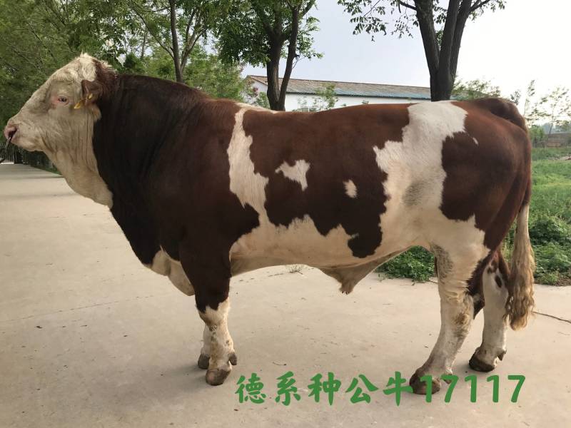 博豪冻精，西门塔尔牛冻精，夏洛来，比利时兰冻精。全国包邮
