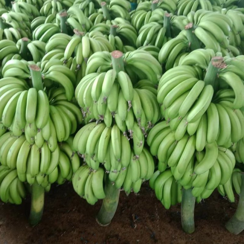 精品香蕉一手货源品质保证量大从优欢迎选购