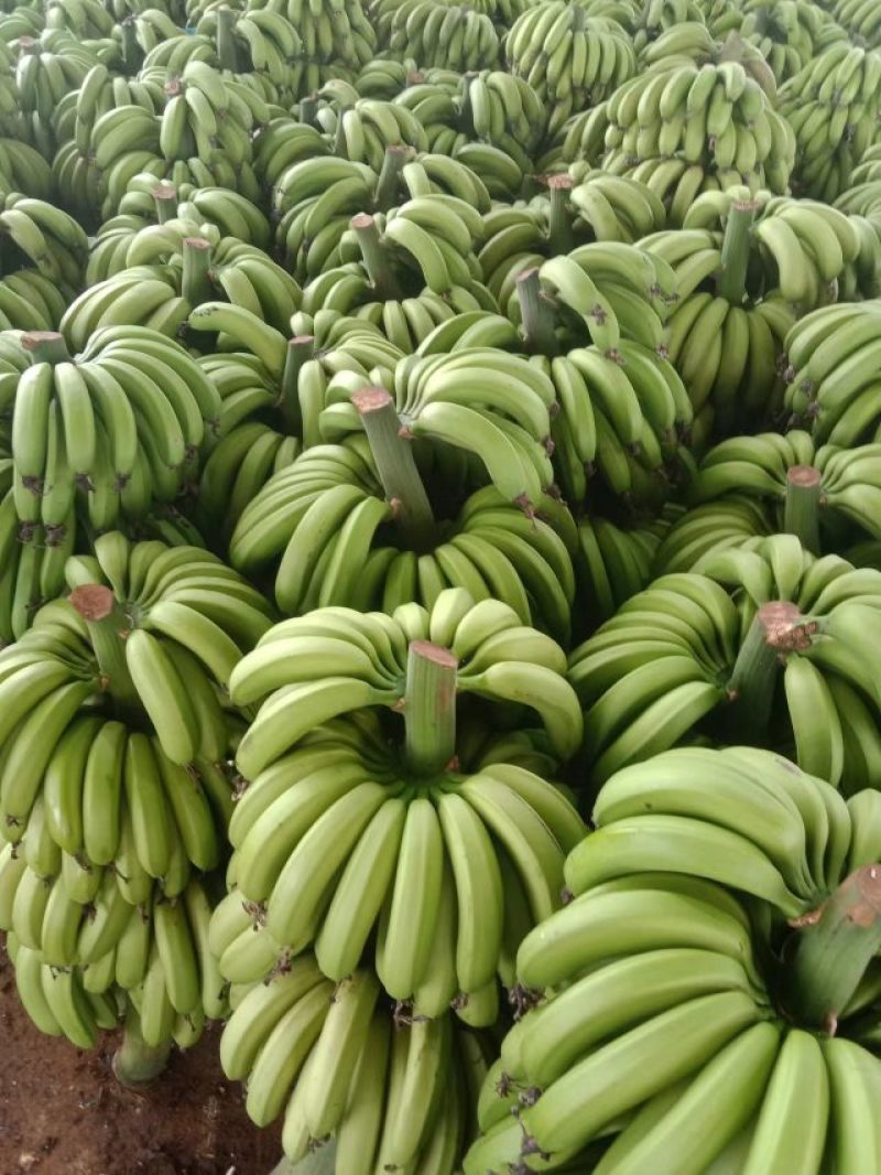 精品香蕉一手货源品质保证量大从优欢迎选购