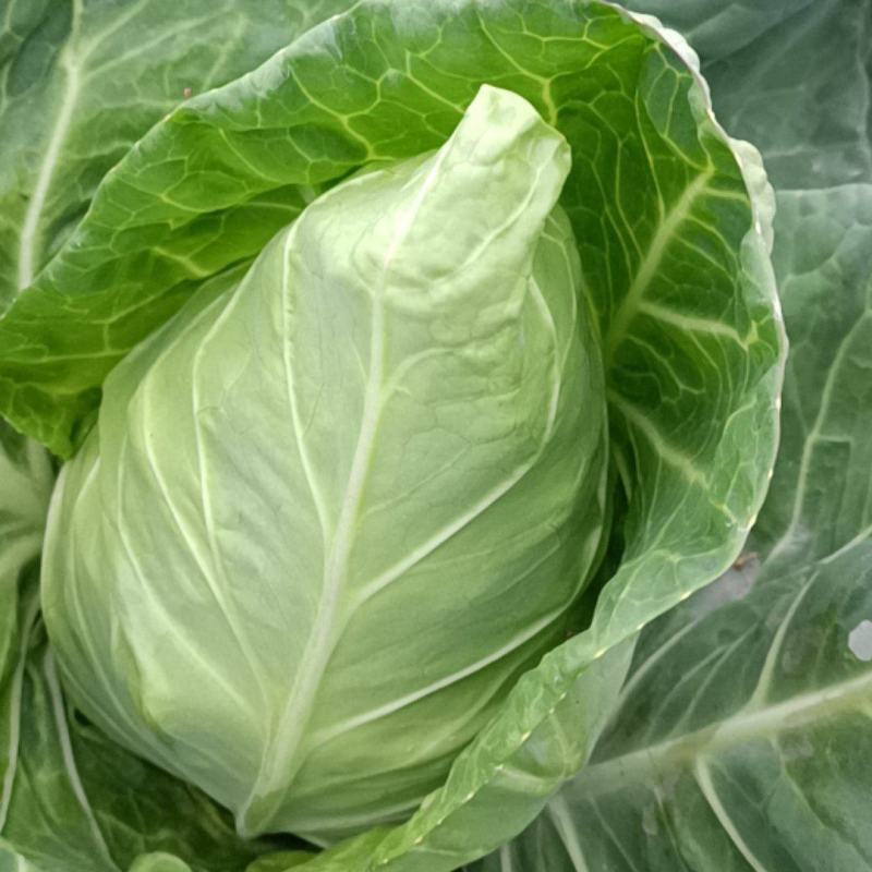 牛心菜尖包菜