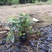 冷水花小苗批发价格绿化冷水花袋苗杯苗产地直发