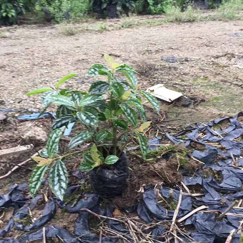 冷水花小苗批发价格绿化冷水花袋苗杯苗产地直发