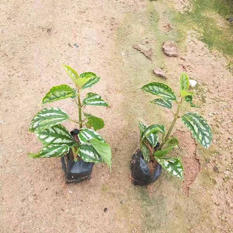 冷水花小苗批发价格绿化冷水花袋苗杯苗产地直发