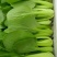 上海青，生菜，小白菜，及各种杂菜