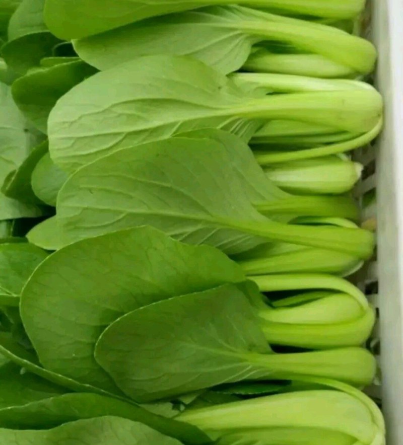 上海青，生菜，小白菜，及各种杂菜