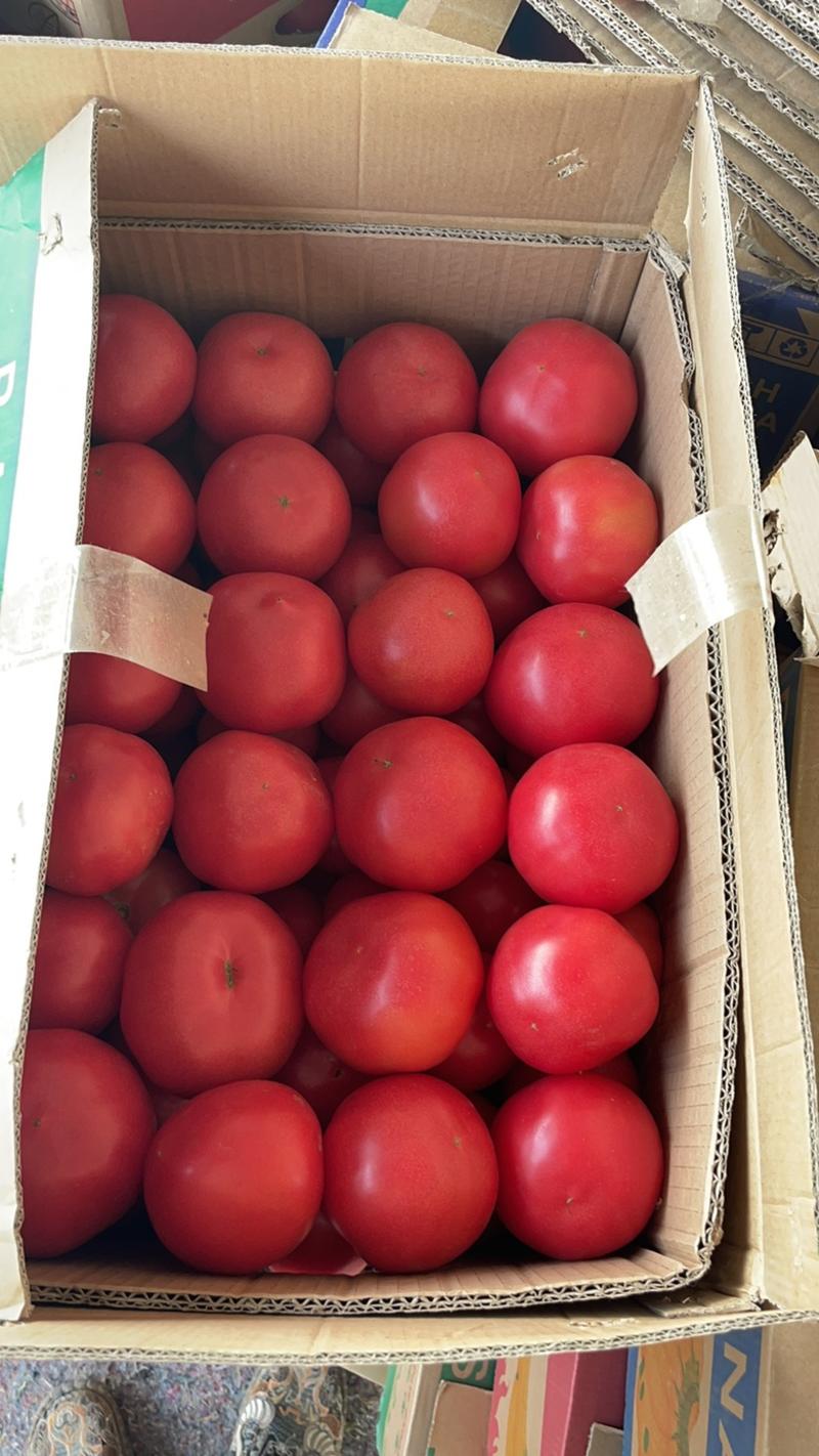精品硬粉西红柿，2～笋果，供应各大市场，超市、电商