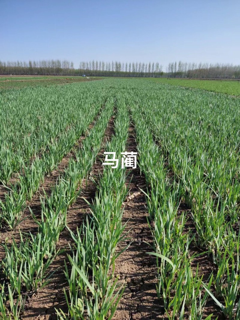 马藺经营裸根和营养杯营养杯的成活率高