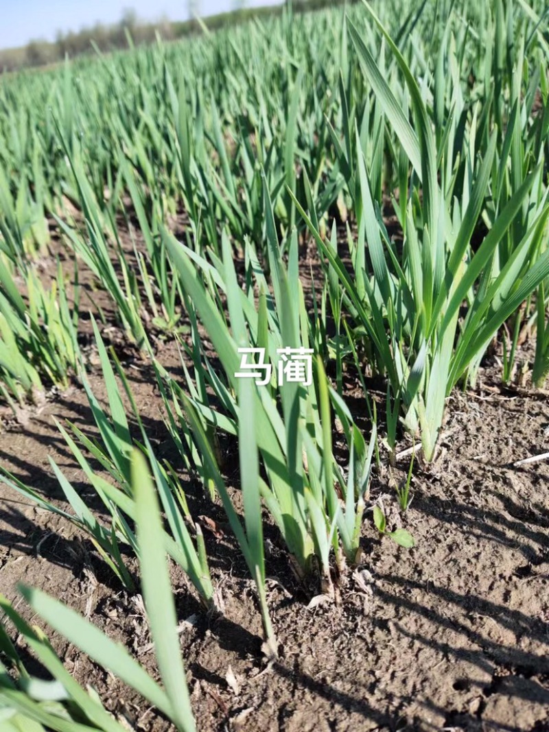 马藺经营裸根和营养杯营养杯的成活率高