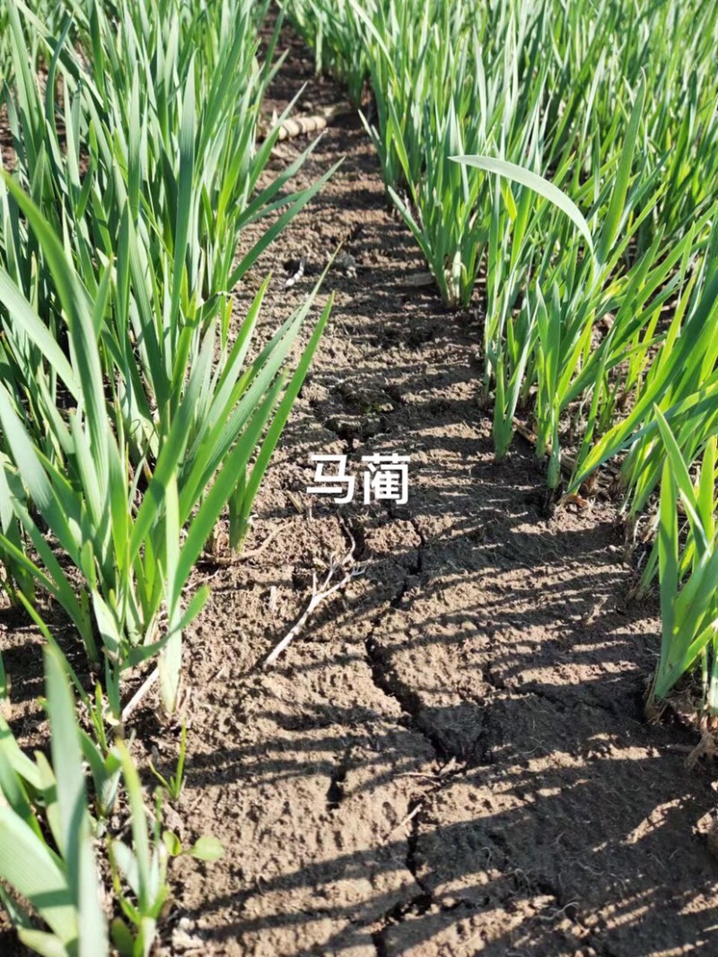 马藺经营裸根和营养杯营养杯的成活率高
