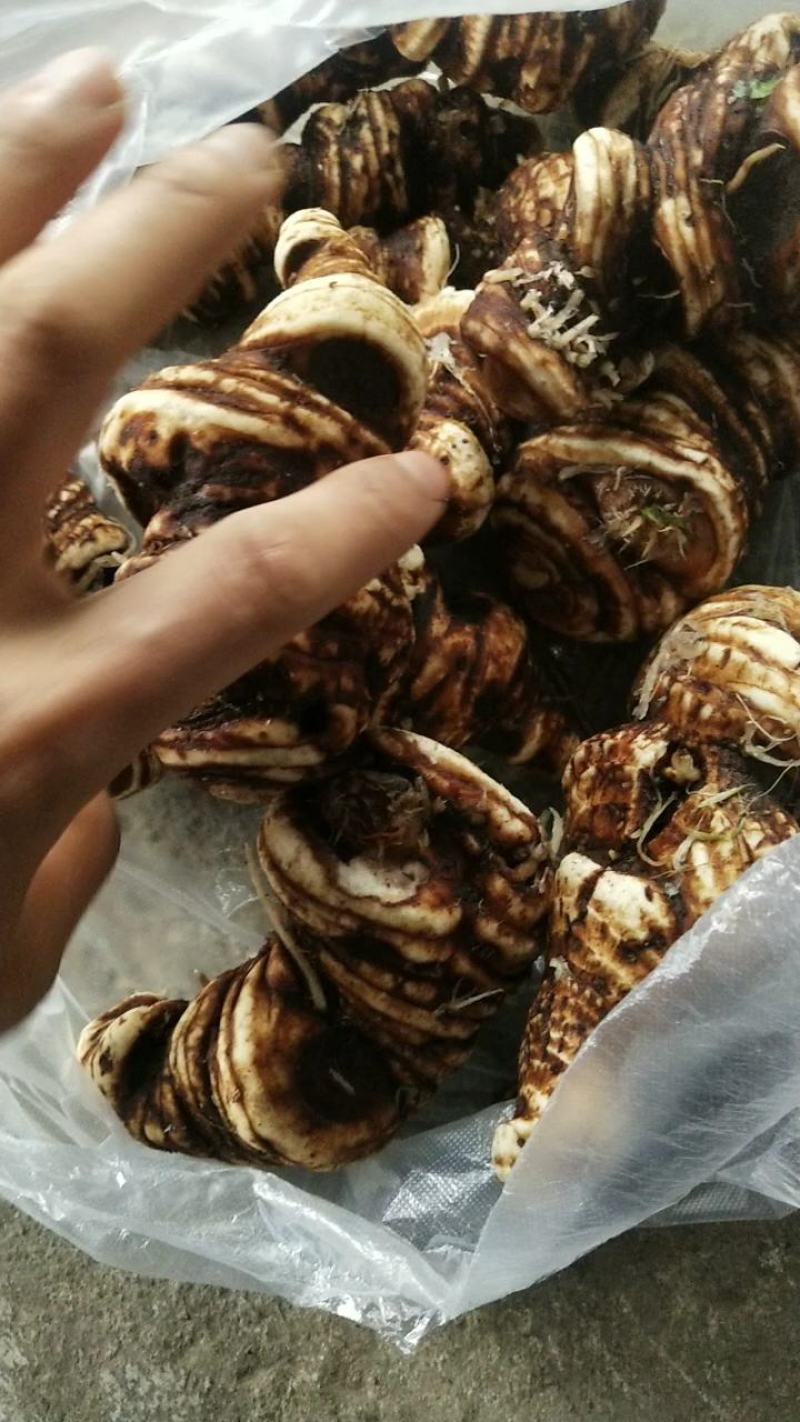 全粉质滇重楼鲜货，可以带根芽发货。买一送一