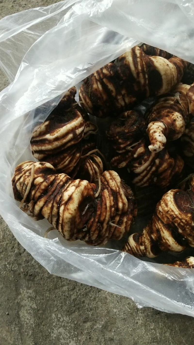 全粉质滇重楼鲜货，可以带根芽发货。买一送一