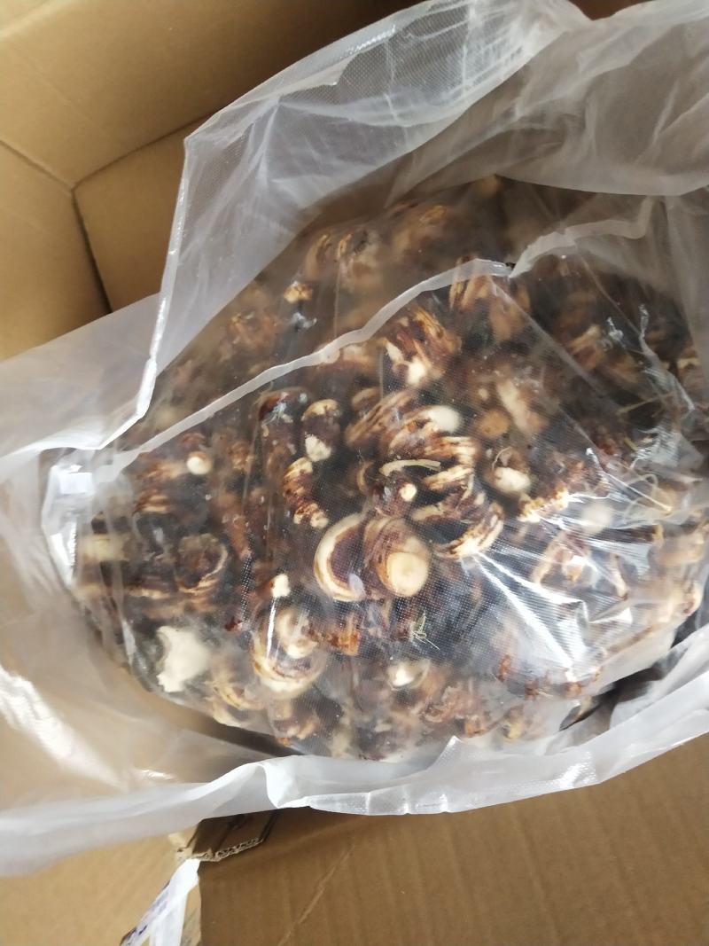 全粉质滇重楼鲜货，可以带根芽发货。买一送一