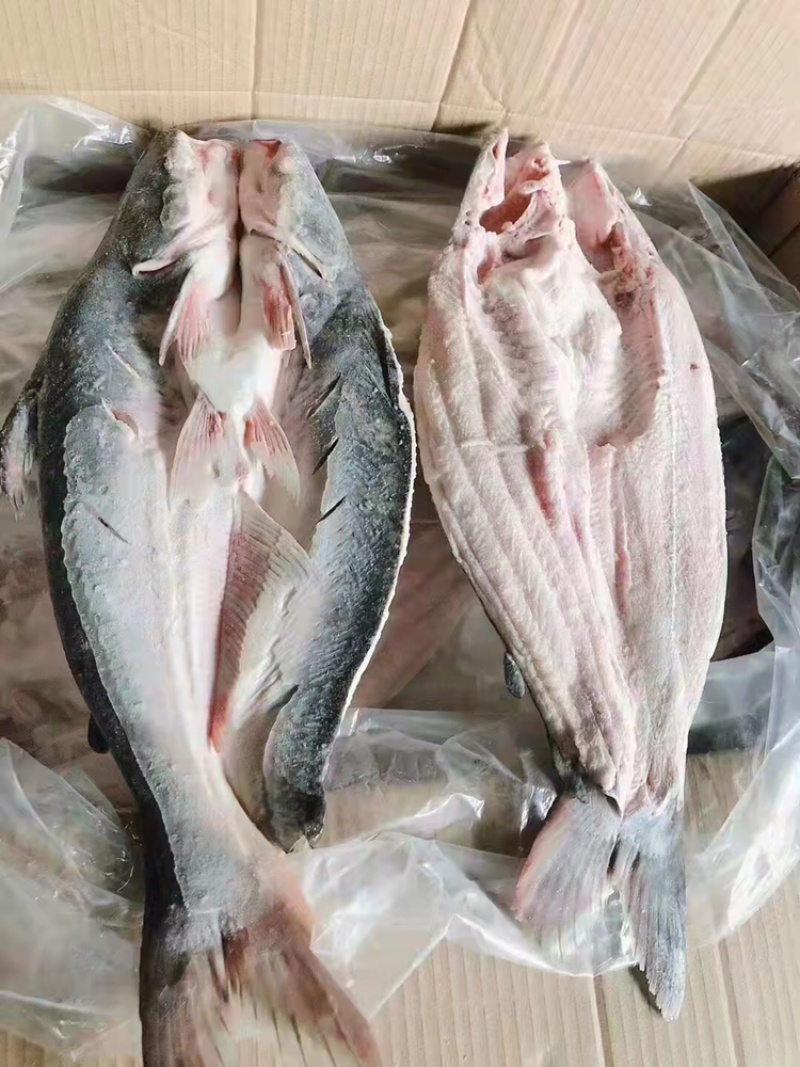 开背巴沙鱼