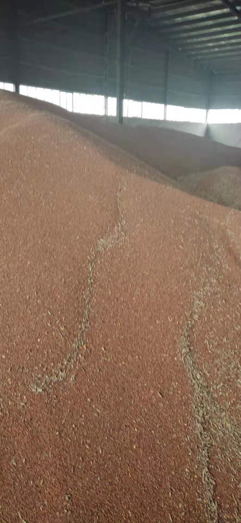 糯高粱高梁酿酒好原粮五谷高梁粮食干净标准定包