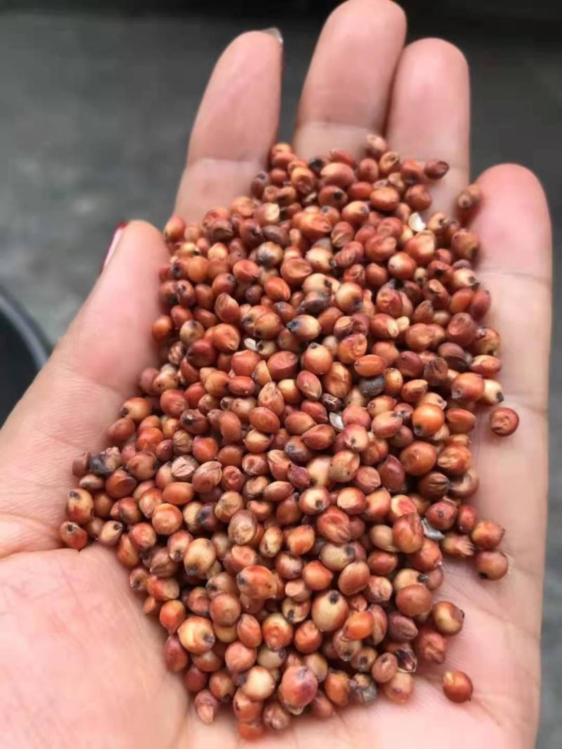 糯高粱高梁酿酒好原粮五谷高梁粮食干净标准定包