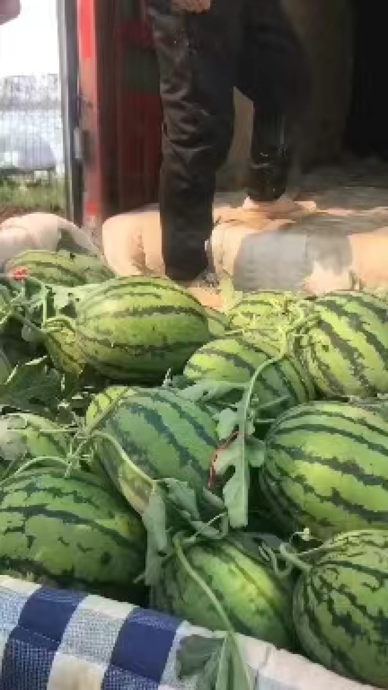 山东聊城许营产地西瓜代办代发全国西瓜小石