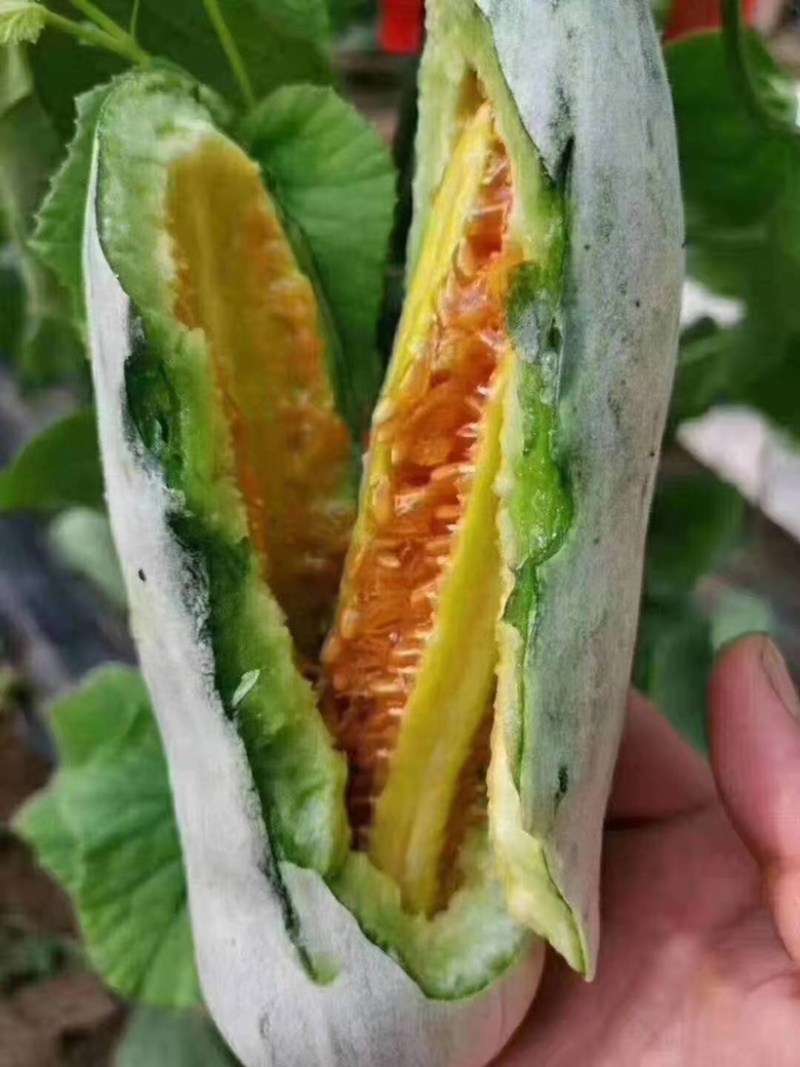 博洋61，博洋蜜瓜