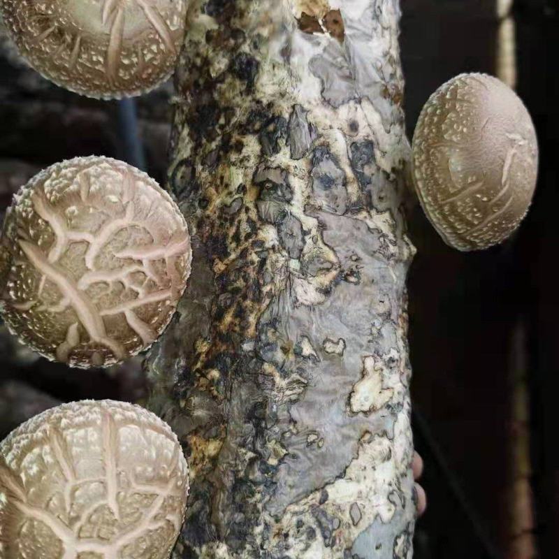 香菇菌棒可协助销售量大可收购全程技术指导
