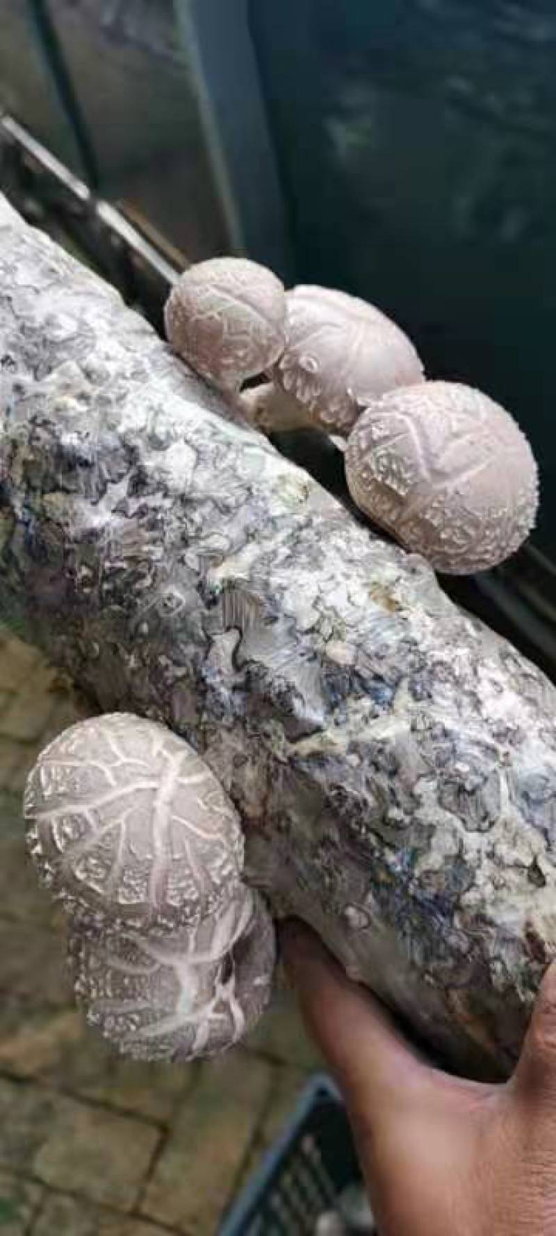 香菇菌棒可协助销售量大可收购全程技术指导