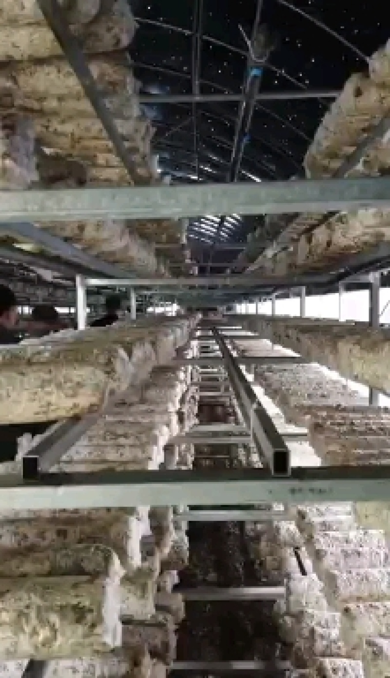 香菇菌棒可协助销售量大可收购全程技术指导
