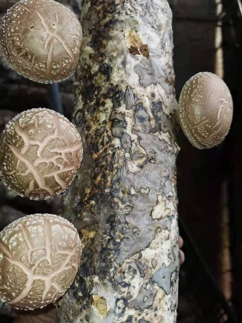 香菇菌棒可协助销售量大可收购全程技术指导