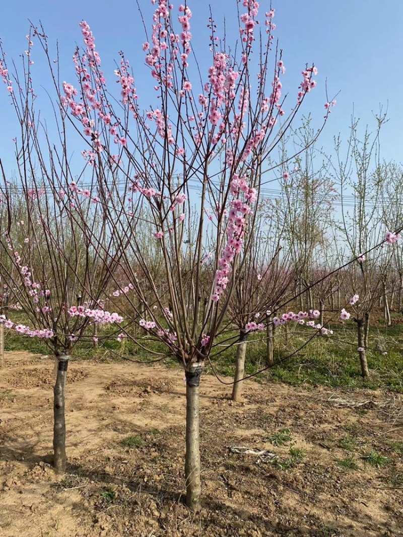 红梅绿梅榆叶梅美人梅基地直销3-12公分