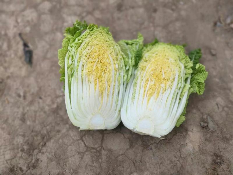 甘肃酒泉产地优质娃娃菜上市，量大从优，欢迎各位老板订购