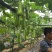 泰国蒲瓜翠莹蒲瓜种子瓜型整齐翠绿油亮较高产抗病