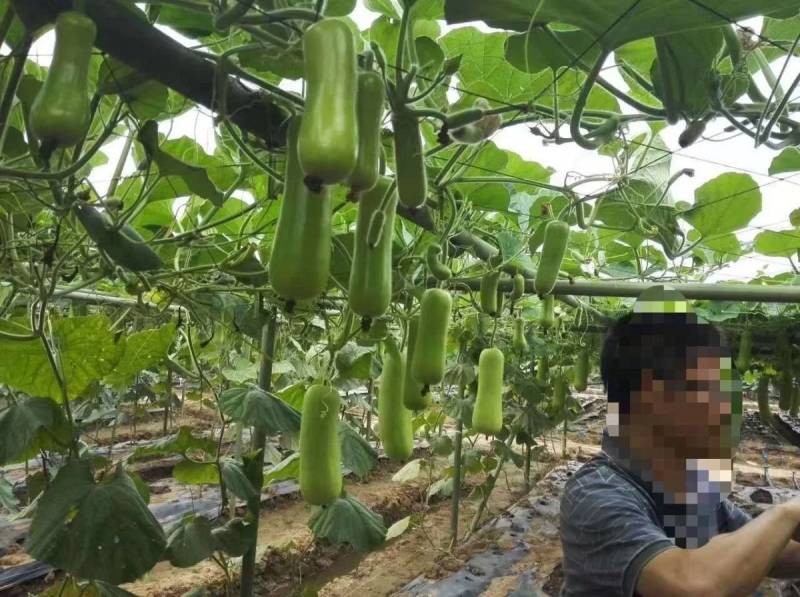 泰国蒲瓜翠莹蒲瓜种子瓜型整齐翠绿油亮较高产抗病