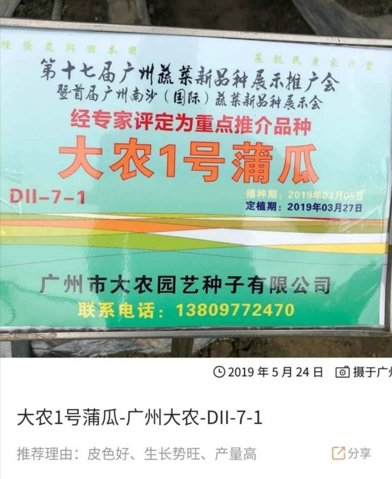 泰国蒲瓜翠莹蒲瓜种子瓜型整齐翠绿油亮较高产抗病