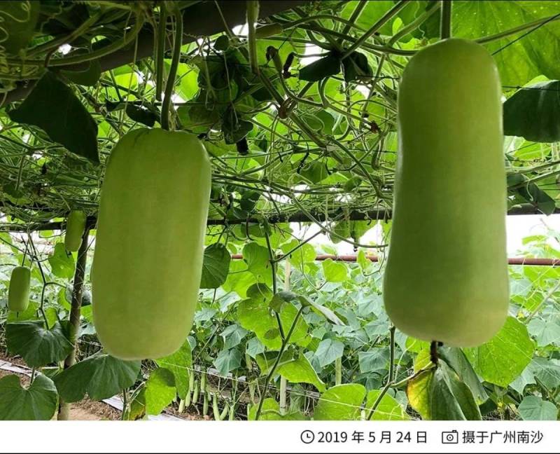 泰国蒲瓜翠莹蒲瓜种子瓜型整齐翠绿油亮较高产抗病