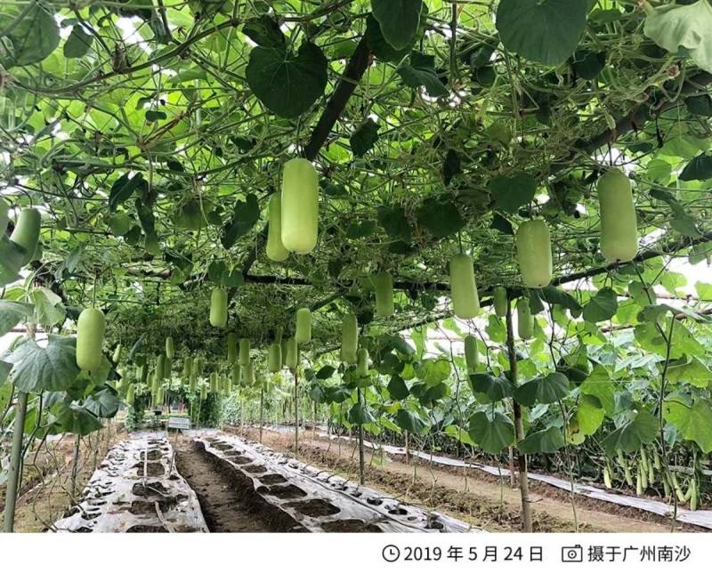 泰国蒲瓜翠莹蒲瓜种子瓜型整齐翠绿油亮较高产抗病