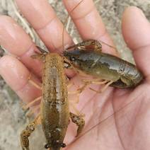 微山湖小龙虾养殖场一手货源龙虾苗，长年提供龙虾养殖技术！