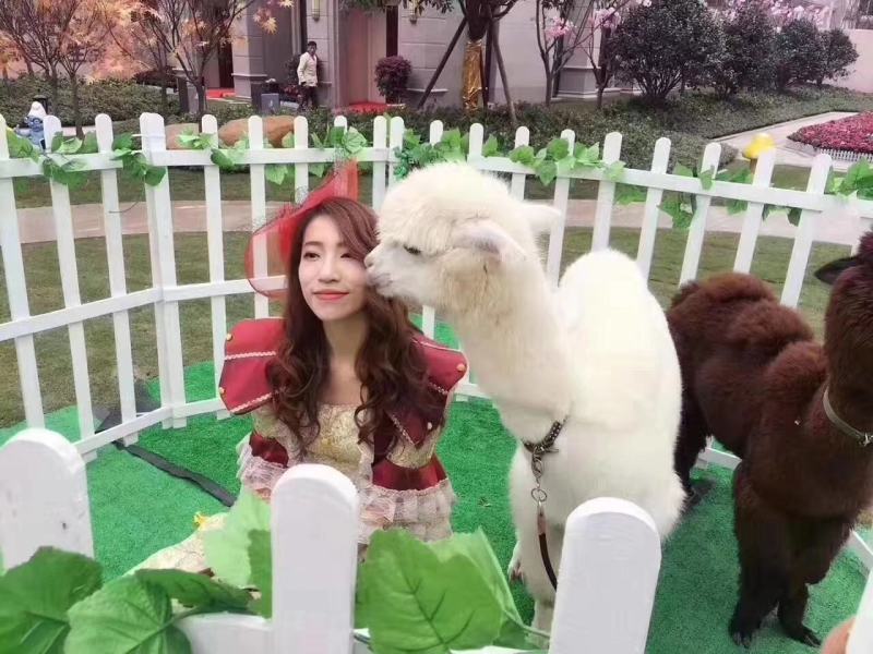 澳洲羊驼成年羊驼草泥马幼崽羊驼种公疫苗已做包成活价格详谈