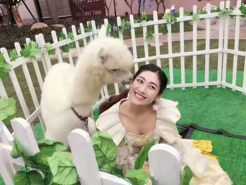 澳洲羊驼成年羊驼草泥马幼崽羊驼种公疫苗已做包成活价格详谈