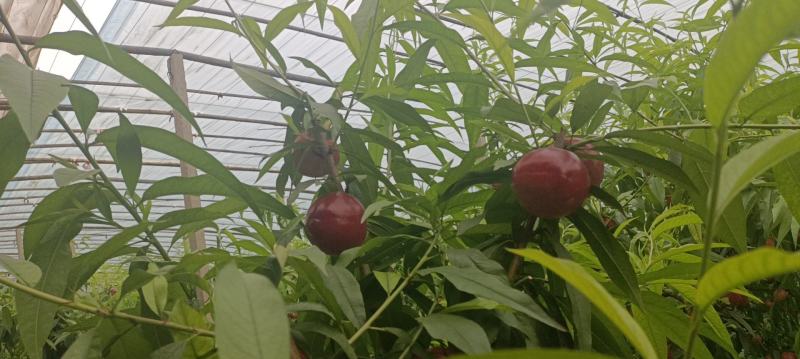 山西高原中油4号油桃上市了，有需要的老板联系