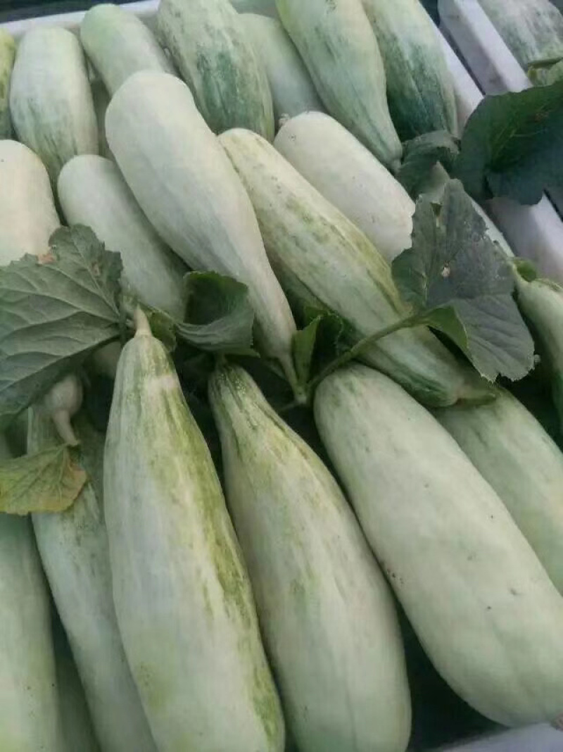 费县优质甜瓜大量供应